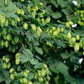 Green Humulus Lupulus Flower seeds for Planting Cut Flower Favorite, Heirloom & GMO Free Seeds for Home Garden seeds for planting