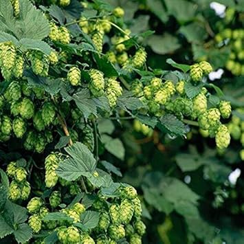 Green Humulus Lupulus Flower seeds for Planting Cut Flower Favorite, Heirloom & GMO Free Seeds for Home Garden seeds for planting