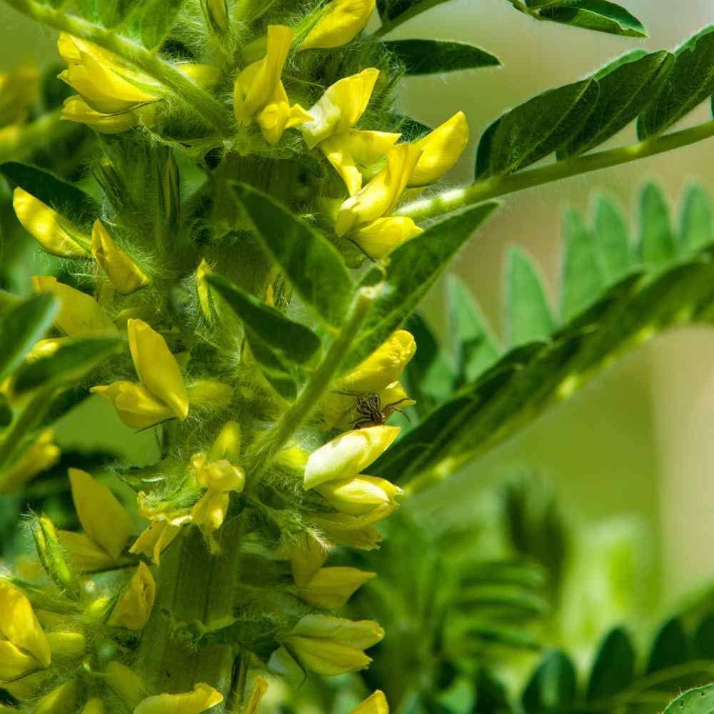 Yellow Astragalus Flower seeds for Planting Cut Flower Favorite, Heirloom & GMO Free Seeds for Home Garden seeds for planting