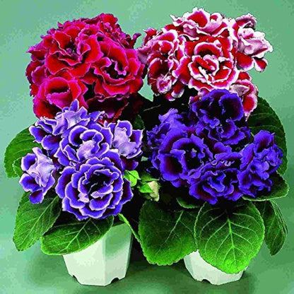 Heirloom Gloxinia Perennial Flower seeds for Planting Colorful Display Heirloom & GMO Free Seeds for Home Garden