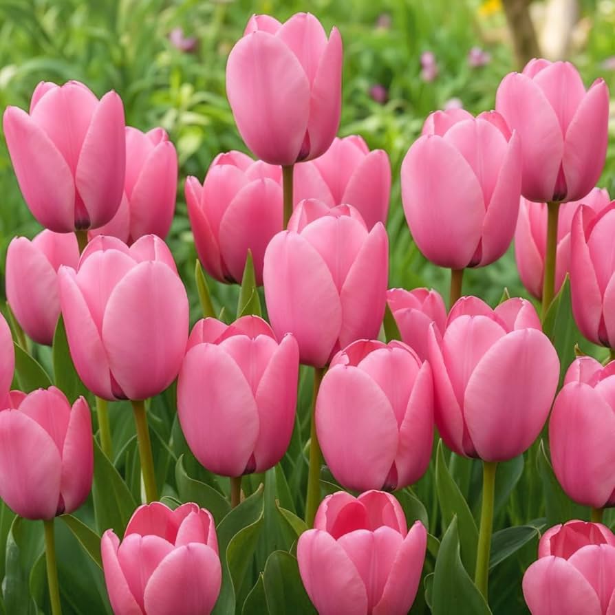 High quality Pink Tulip Flower seeds for Planting Bright Blooms, Heirloom & GMO Free Seeds for Home Garden seeds pack