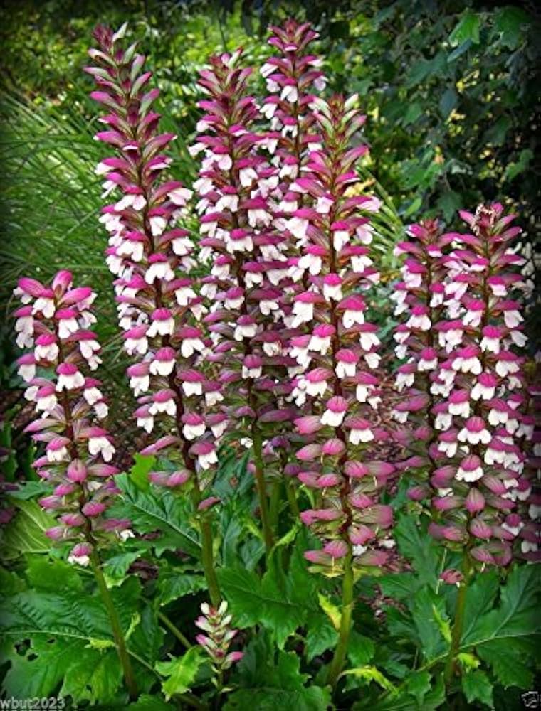 Bear's Breeches Flower seeds for Planting - Compact Growth, Heirloom & GMO Free Seeds for Home Garden