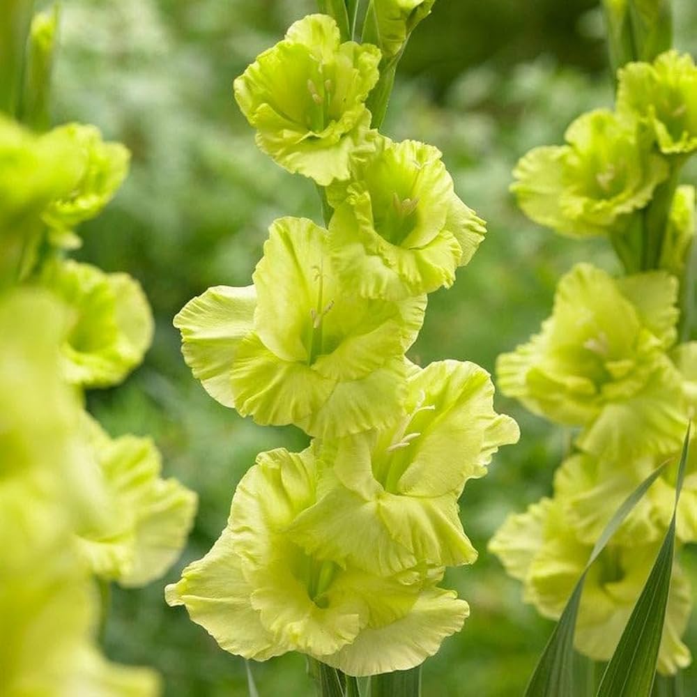 Gladiolus Light Green Flower seeds for Planting Vibrant Colors, Heirloom & GMO Free Seeds for Home Garden vegetable and garden seeds