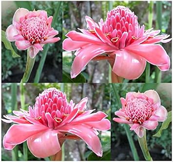 Premium Pink Torch Ginger Flower seeds for Planting Colorful Display, Heirloom & GMO Free Seeds for Home Garden seeds