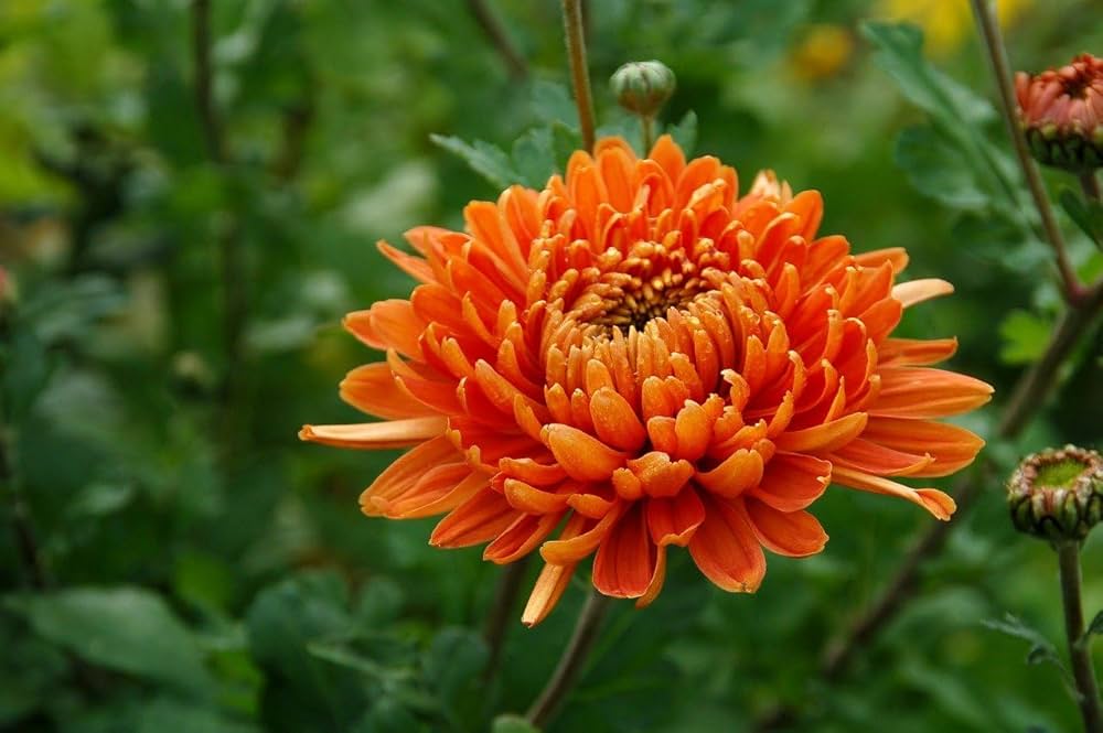 Premium Orange Chrysanthemum Flower seeds for Planting Hardy Variety, Heirloom & GMO Free Seeds for Home Garden seeds