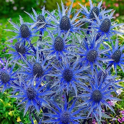Premium Blue Eryngium Flower seeds for Planting Perfect for Borders, Heirloom & GMO Free Seeds for Home Garden seeds