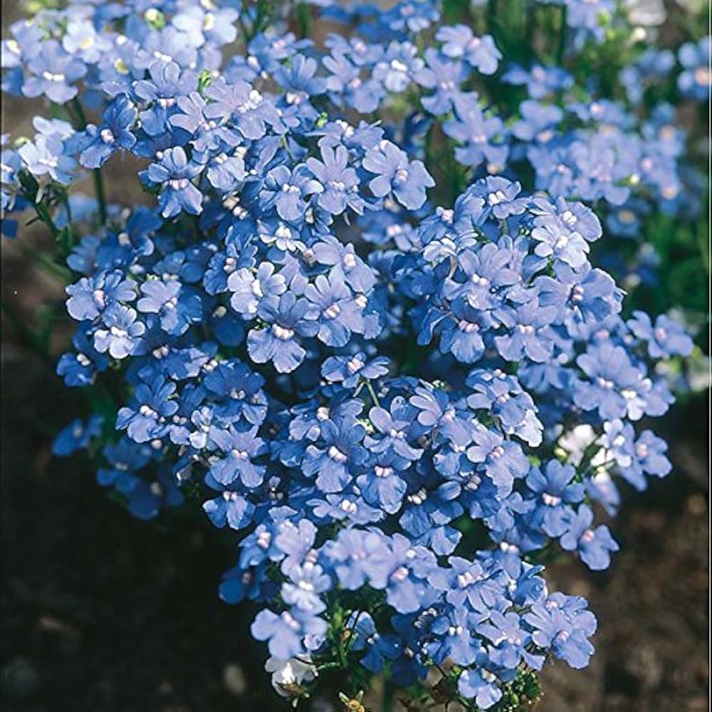 Premium Fairy Mirror Blue Gem Flower seeds for Planting Easy to Grow, Heirloom & GMO Free Seeds for Home Garden seeds