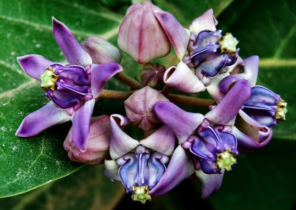 Premium Purple Calotropis Gigantea Flower seeds for Planting Pollinator Friendly, Heirloom & GMO Free Seeds for Home Garden Sale seeds