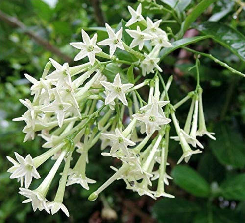 Premium Cestrum Flower seeds for Planting Garden Favorite, Heirloom & GMO Free Seeds for Home Garden seeds