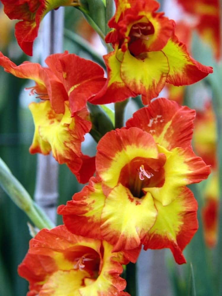 Gladiolus Flower seeds for Planting Garden Favorite, Heirloom & GMO Free Seeds for Home Garden seeds for planting