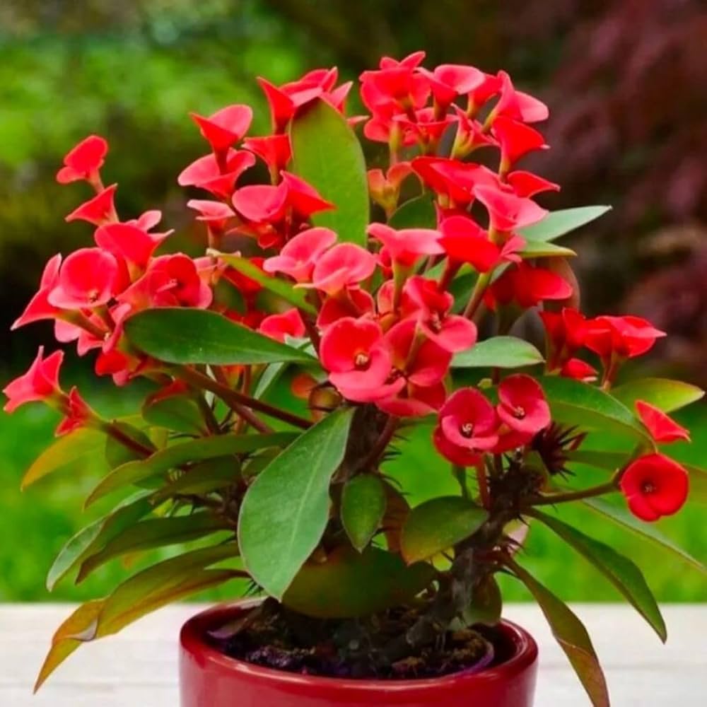 Euphorbia Milii Flower seeds for Planting Compact Growth Heirloom & GMO Free Seeds for Home Garden