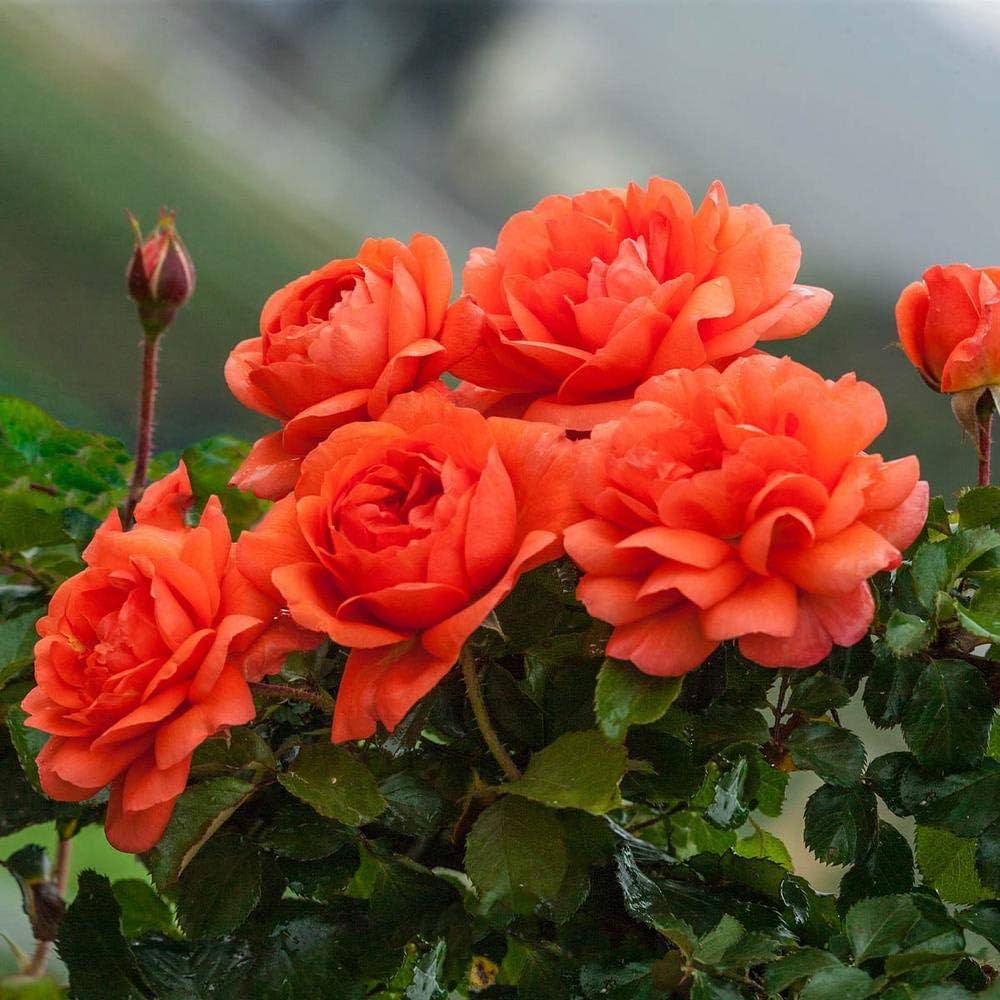 Deep Orange Climbing Rose Seeds for Planting