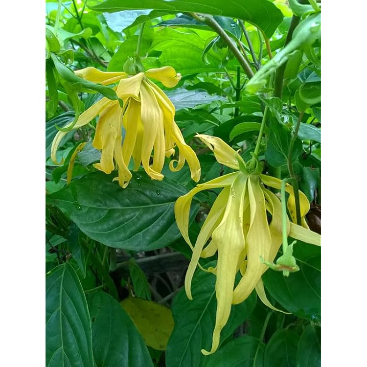 High quality Ylang Ylang Flower seeds for Planting Pollinator Friendly, Heirloom & GMO Free Seeds for Home Garden seeds pack