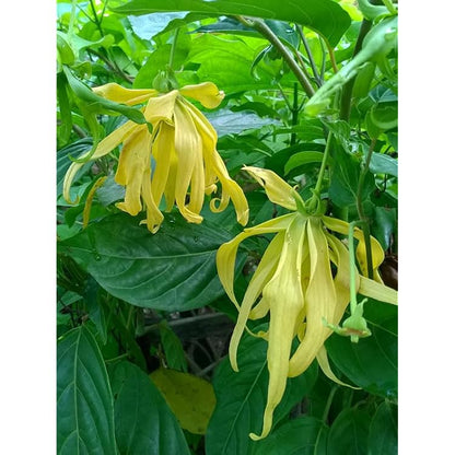 High quality Ylang Ylang Flower seeds for Planting Pollinator Friendly, Heirloom & GMO Free Seeds for Home Garden seeds pack