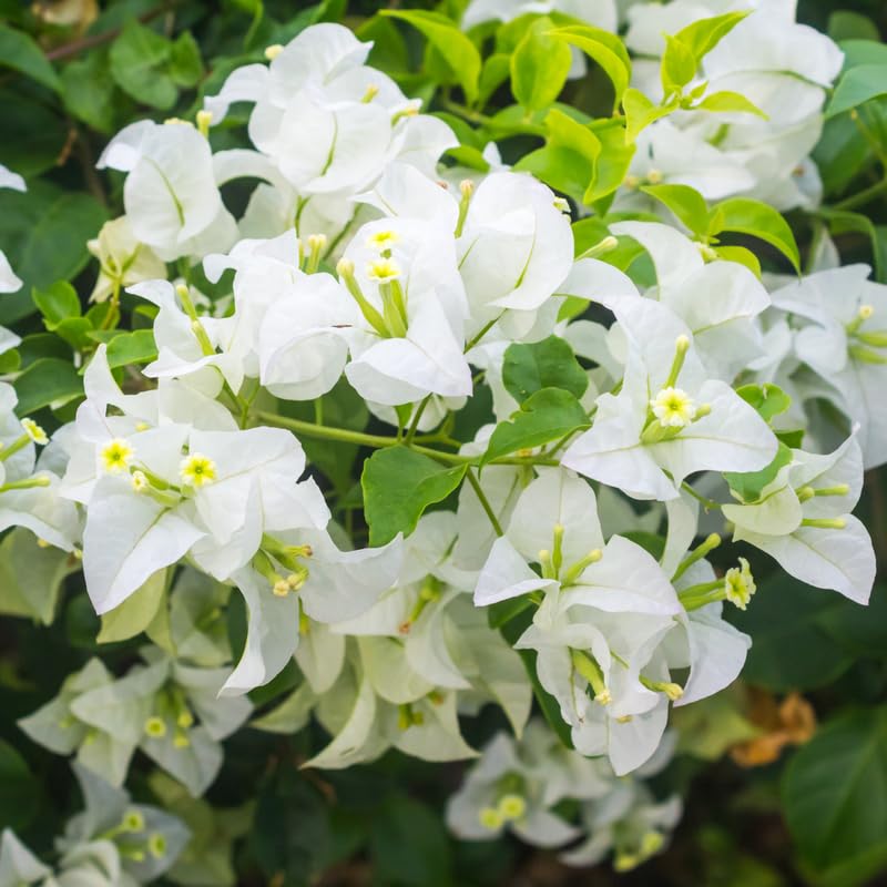 Premium White Bougainvillea Kousa Flower seeds for Planting Easy to Grow, Heirloom & GMO Free Seeds for Home Garden seeds