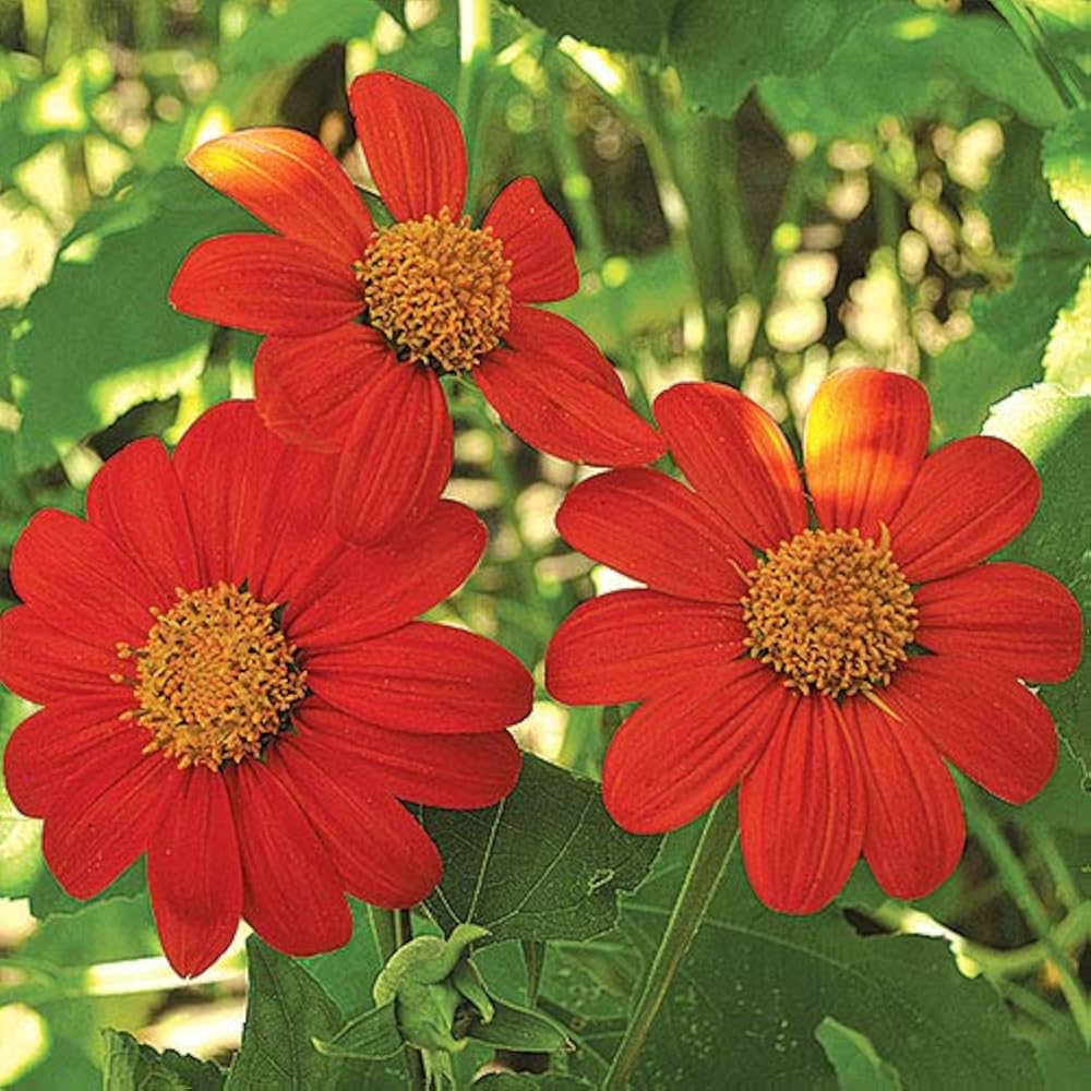 Premium Orange Tithonia Flower seeds for Planting Vibrant Colors, Heirloom & GMO Free Seeds for Home Garden seeds