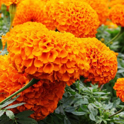 Marigold Flower seeds for Planting Cottage Garden Essential Heirloom & GMO Free Seeds for Home Garden