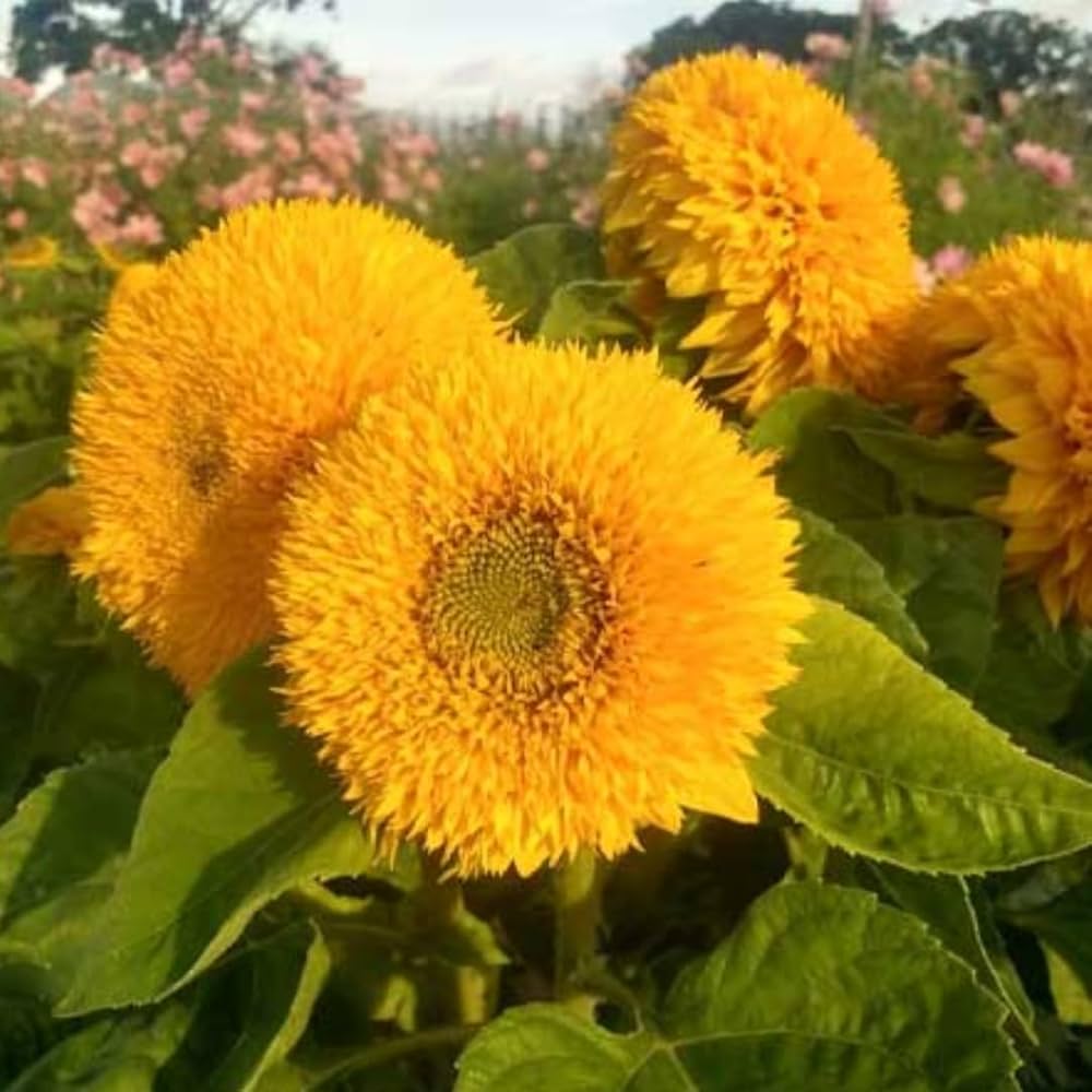 High quality Yellow Teddy SunFlower seeds for Planting Cut Flower Favorite, Heirloom & GMO Free Seeds for Home Garden seeds pack