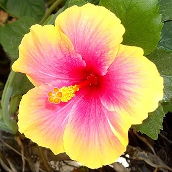 Pink Yellow Hibiscus Flower seeds for Planting Shade Tolerant, Heirloom & GMO Free Seeds for Home Garden seeds for planting