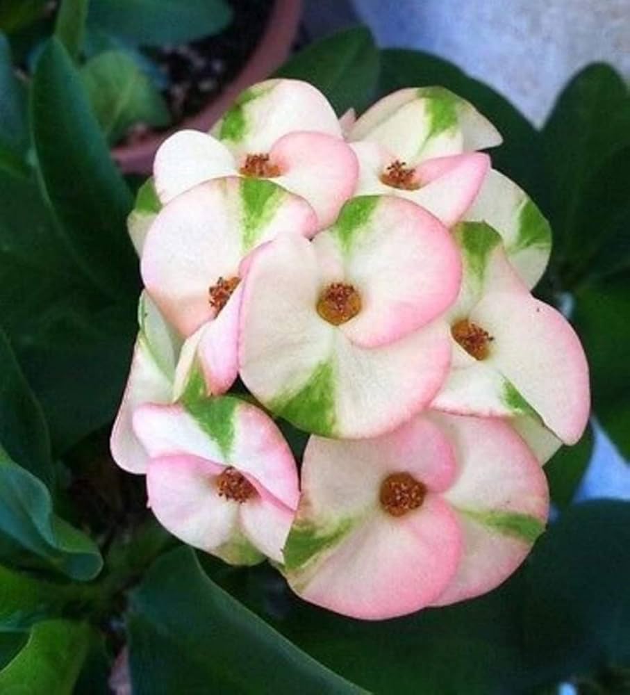 Pink Euphorbia Flower seeds for Planting Compact Growth, Heirloom & GMO Free Seeds for Home Garden vegetable and garden seeds