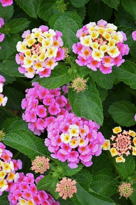 Premium Pink Lantana Flower seeds for Planting Cut Flower Favorite, Heirloom & GMO Free Seeds for Home Garden seeds