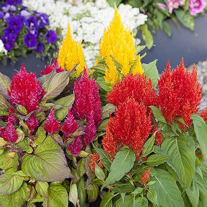 Heirloom Celosia Flower seeds for Planting Easy to Grow Heirloom & GMO Free Seeds for Home Garden