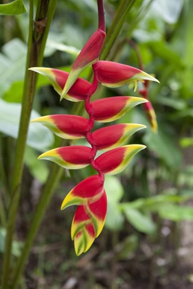 Heirloom Heliconia Wagneriana Flower seeds for Planting Low Maintenance Heirloom & GMO Free Seeds for Home Garden