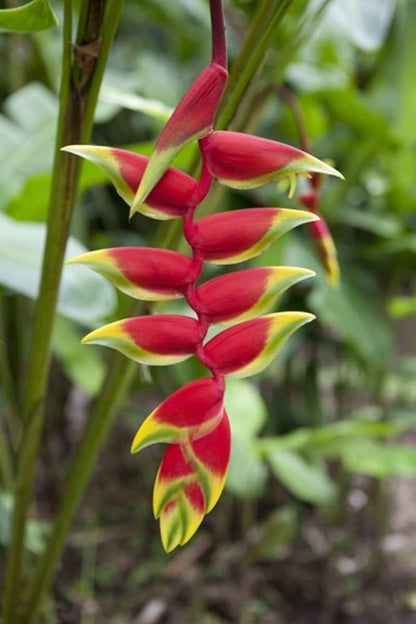 Heirloom Heliconia Wagneriana Flower seeds for Planting Low Maintenance Heirloom & GMO Free Seeds for Home Garden