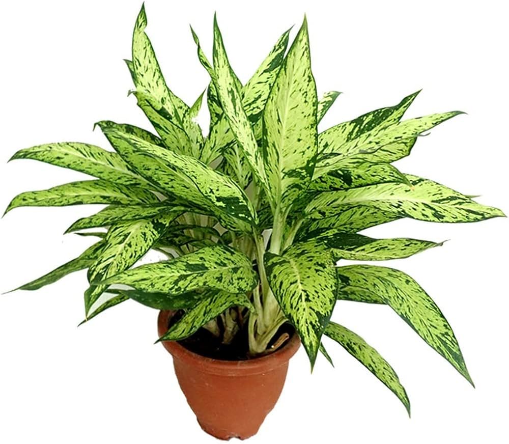 Premium Green Sansevieria Flower seeds for Planting Wildflower Mix, Heirloom & GMO Free Seeds for Home Garden seeds