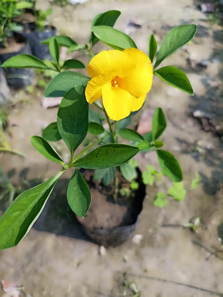 Premium Yellow Flax Hybrid Flower seeds for Planting Premium Quality, Heirloom & GMO Free Seeds for Home Garden seeds