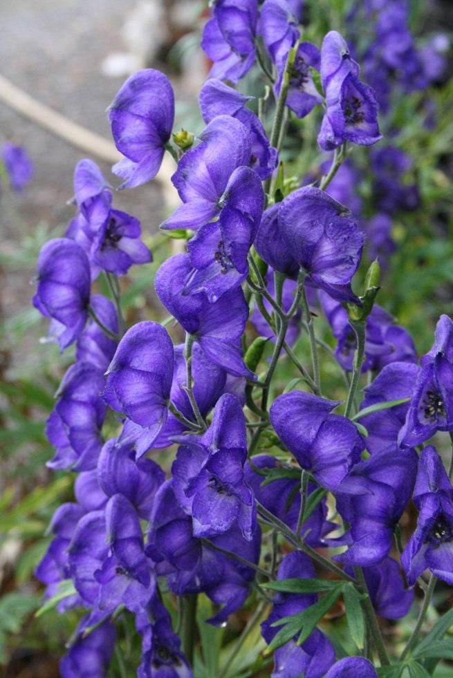 High quality Wolfsbane Flower seeds for Planting Colorful Display, Heirloom & GMO Free Seeds for Home Garden seeds pack