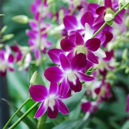 Dendrobium Flower seeds for Planting Wildflower Mix Heirloom & GMO Free Seeds for Home Garden