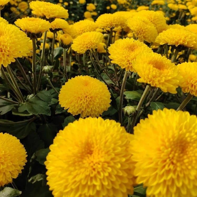 Premium Yellow Chrysanthemum Flower seeds for Planting Pollinator Friendly, Heirloom & GMO Free Seeds for Home Garden seeds