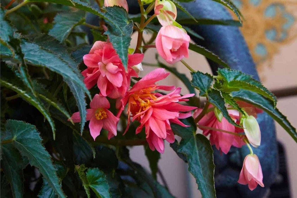 Begonia Boliviensis Flower seeds for Planting Perfect for Borders, Heirloom & GMO Free Seeds for Home Garden vegetable and garden seeds