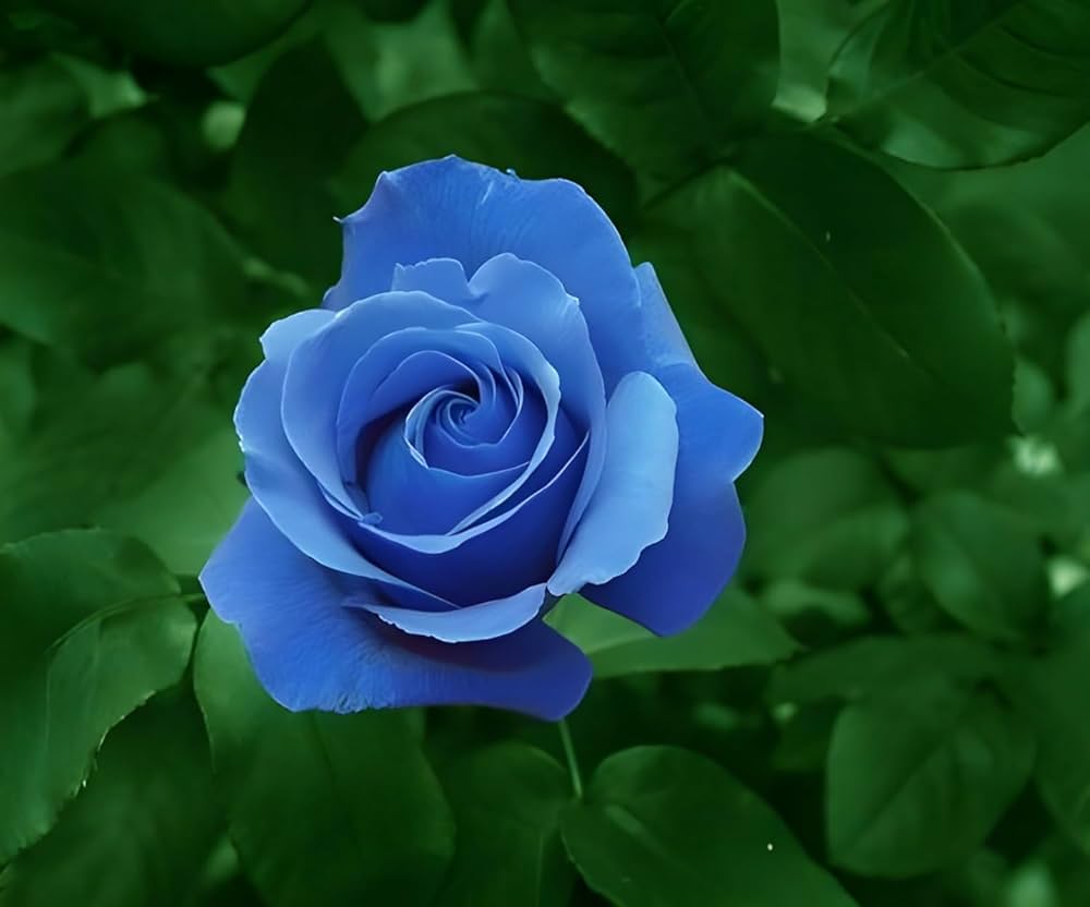 High quality Sky Blue Climbing Rose Flower seeds for Planting Long Bloom Season, Heirloom & GMO Free Seeds for Home Garden seeds pack