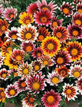 White Orange Gazania Flower seeds for Planting Premium Quality, Heirloom & GMO Free Seeds for Home Garden seeds for planting