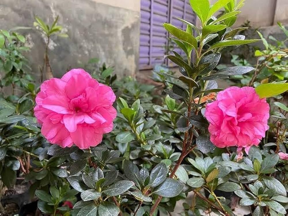Pink Hibiscus Syriacus Flower seeds for Planting Drought Tolerant, Heirloom & GMO Free Seeds for Home Garden seeds for planting