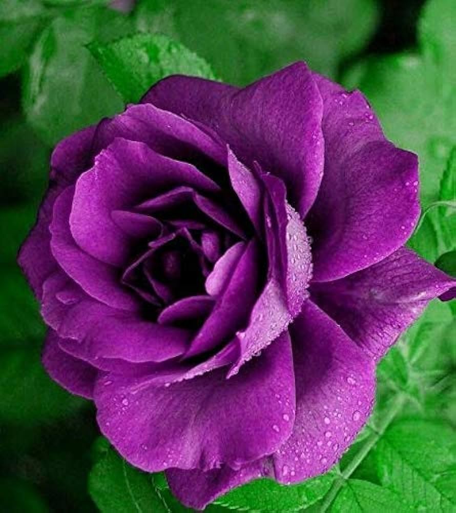 High quality Lavender Rose Flower seeds for Planting Garden Favorite, Heirloom & GMO Free Seeds for Home Garden seeds pack
