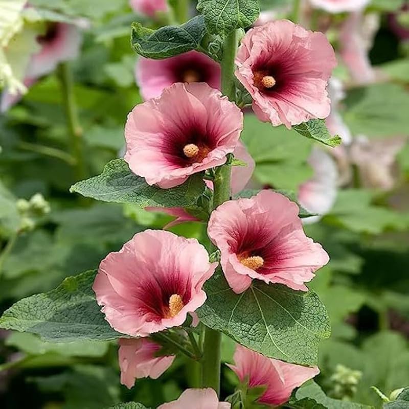 Premium Pink and Yellow Futaba Alcea Rosea Flower seeds for Planting Drought Tolerant, Heirloom & GMO Free Seeds for Home Garden seeds
