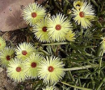 Yellow Cephalophyllum Pillansii Flower seeds for Planting Vibrant Colors, Heirloom & GMO Free Seeds for Home Garden seeds for planting