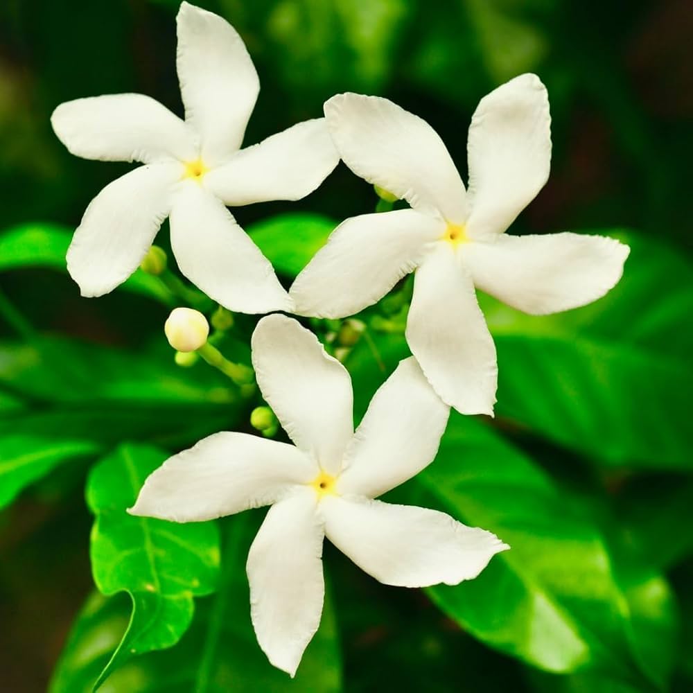 Tabernaemontana Flower seeds for Planting Sun Loving Heirloom & GMO Free Seeds for Home Garden