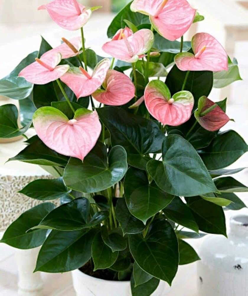 Cream Pink Anthurium Flower seeds for Planting Premium Quality, Heirloom & GMO Free Seeds for Home Garden vegetable and garden seeds