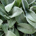 Green Lambs Ear Flower seeds for Planting Shade Tolerant, Heirloom & GMO Free Seeds for Home Garden seeds for planting