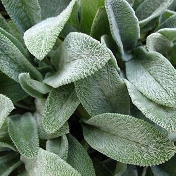 Green Lambs Ear Flower seeds for Planting Shade Tolerant, Heirloom & GMO Free Seeds for Home Garden seeds for planting