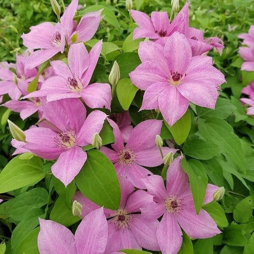 Clematis Baby Pink Flower seeds for Planting Perfect for Borders, Heirloom & GMO Free Seeds for Home Garden seeds for planting