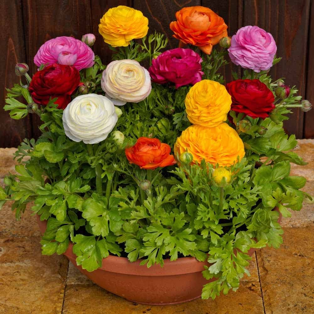 Premium Ranunculus Persian Buttercup Flower seeds for Planting Sun Loving, Heirloom & GMO Free Seeds for Home Garden seeds