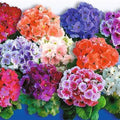 Obconica Flower seeds for Planting Long Bloom Season, Heirloom & GMO Free Seeds for Home Garden seeds for planting