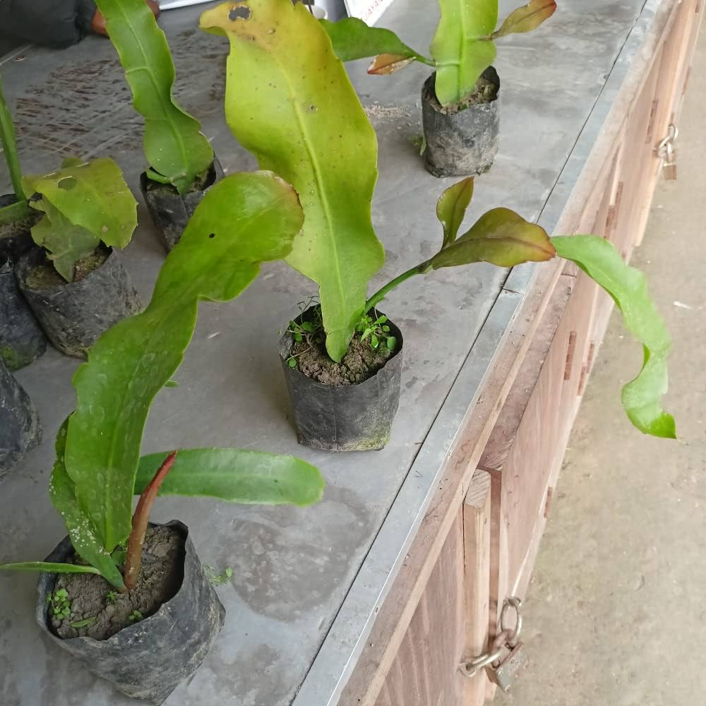Premium Green Epiphyllum Flower seeds for Planting Bright Blooms, Heirloom & GMO Free Seeds for Home Garden seeds