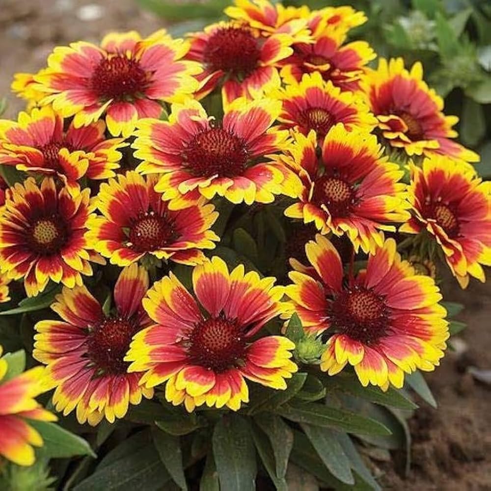 Premium Gaillardia Aristata Flower seeds for Planting Cut Flower Favorite, Heirloom & GMO Free Seeds for Home Garden seeds