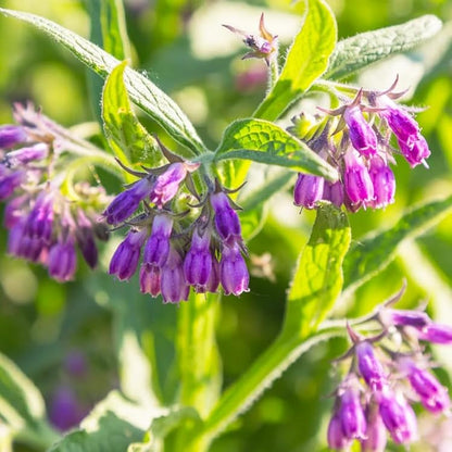Comfrey Flower seeds for Planting Perfect for Borders Heirloom & GMO Free Seeds for Home Garden